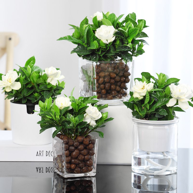 先领券 0点栀子花盆栽 4.8   