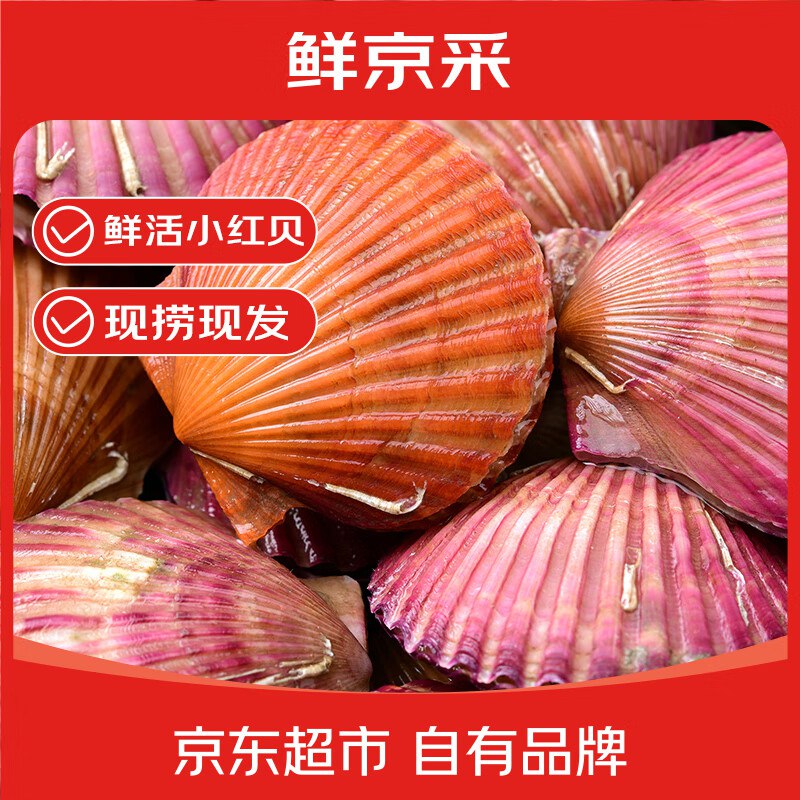 自营鲜京采 鲜活小红贝 净重3斤