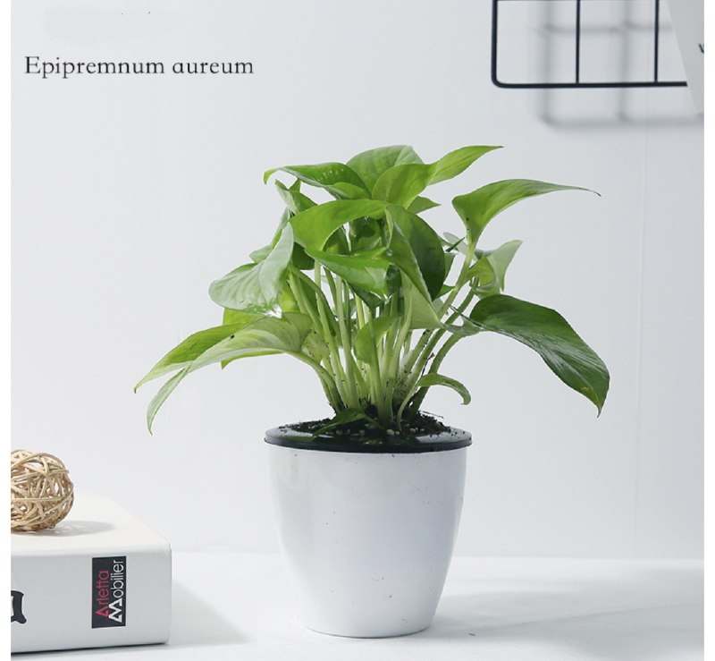 6.9元 多种绿植室内盆栽(GxDlcy2CAUq)/