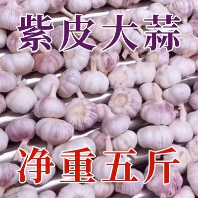 山东蔬菜紫皮大蒜头鲜蒜干蒜老蒜3斤5斤10斤批发农家自种金乡白皮9.99元
