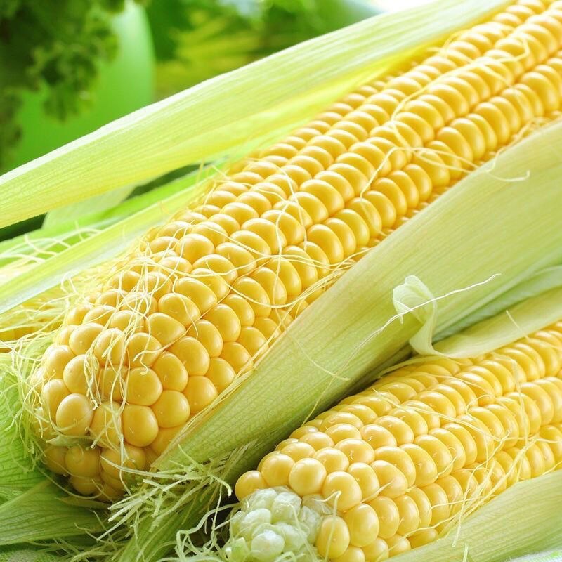 【特价10斤】现摘云南水果玉米甜玉米新鲜玉米棒子甜脆3/5斤包谷5.9元