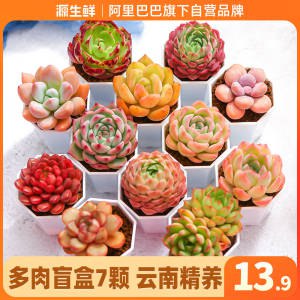 0点 13.9元【源生鲜旗舰店】云南基地直发多肉盲盒7颗)9Vr4dl9yZws)/ CZ11//带盆带土的 种类多 容易养活放在家里还能净化空气 很不错