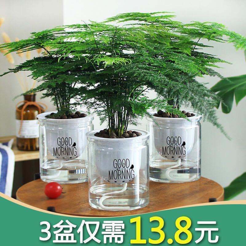 文竹【买一盆送一盆】包活好养防辐射发财树绿萝室内绿植花卉盆栽