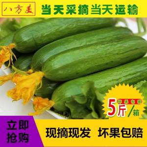 14.8元 农家自种小黄瓜现摘5斤(TsCVXSHORWo)/