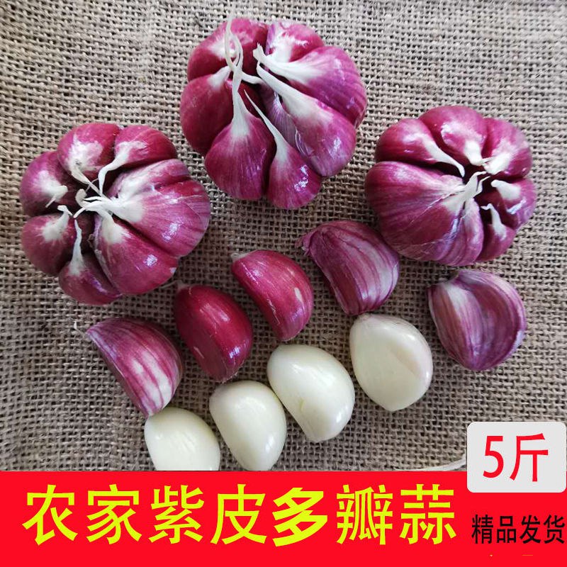 云南新鲜紫皮大蒜 5斤实惠装