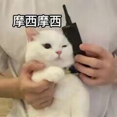 0)[CQ:at,qq=all] 日常艾特呀出来看个0点车再睡嗷上翻到23.20左右看看啦~记得先领券0点价格才对呀