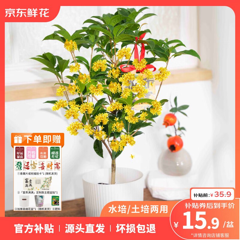 15.9元 ToSpring 水培土培两用四季桂花
