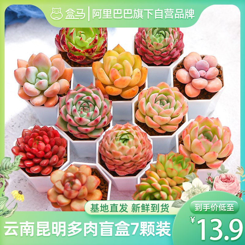13.9￥盒马鲜生多肉盲盒共7盆 云南直发 带土新鲜款式多样 成活率高好养活(rfPC2LQe1zn)/