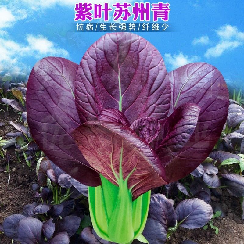 紫色油菜种子四季种植  阳台盆栽蔬菜  青梗紫叶  小青菜种子耐寒