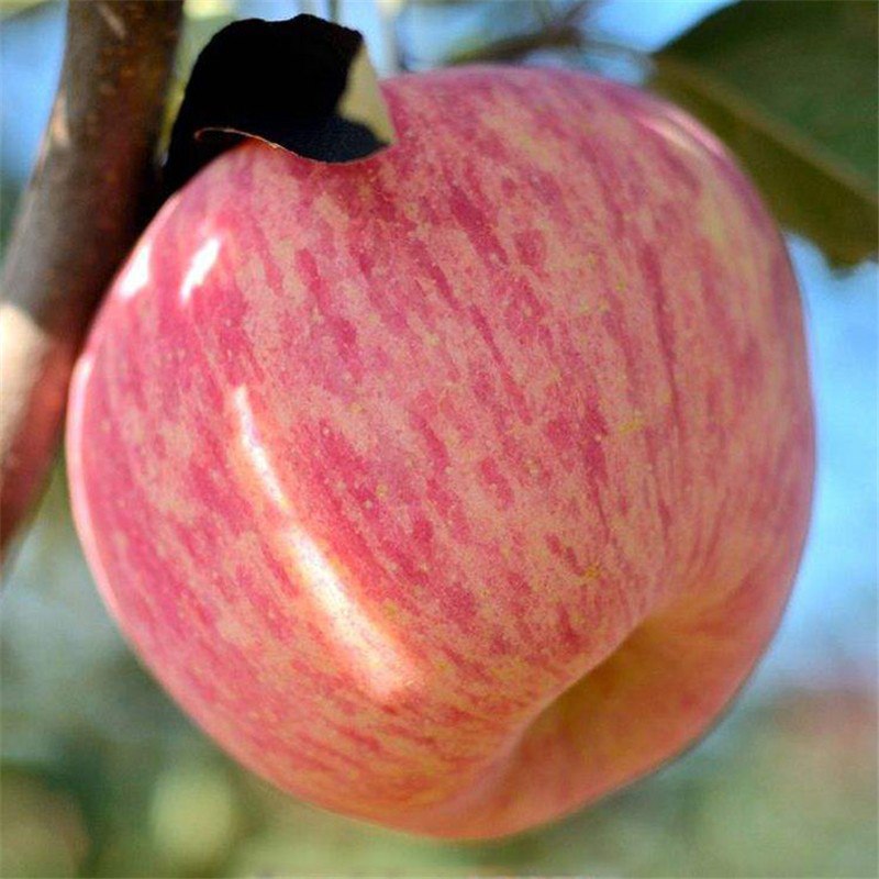 29.9 新鲜陕西红富士 10斤