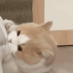 [CQ:at,qq=all] 日常艾特今晚零点车更新的差不多了，爬楼到23点20分左右看看好价记得先领券，0点后下单价格才对