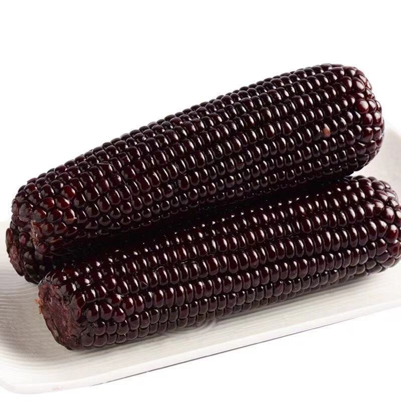 28.8精品 东北黑糯玉米