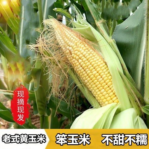 现掰现发山东农家新鲜带皮老式黄玉米非转基因笨玉米新鲜棒子包邮