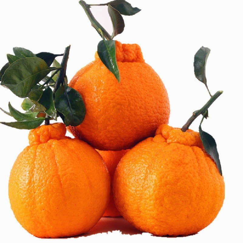 四川眉山现摘不知火丑橘5斤24.8