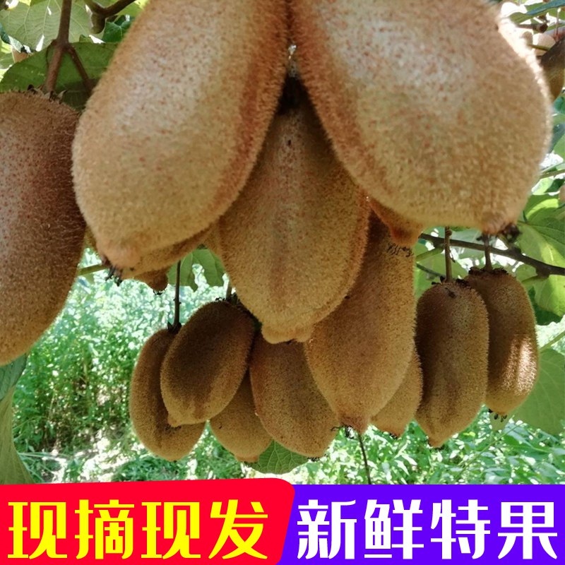 0点开始   9.9元【昊芯堂旗舰店】湘西黄心猕猴桃*12个(saaO2wC6Ijf)/ CZ0000/新鲜采摘 果肉精致细腻爽滑富含维生素C/膳食纤维/叶酸营养价值高 一颗就满足一天营养所需 果香味浓 肉嫩多汁酸甜爽口 汁水四溢 水果之王