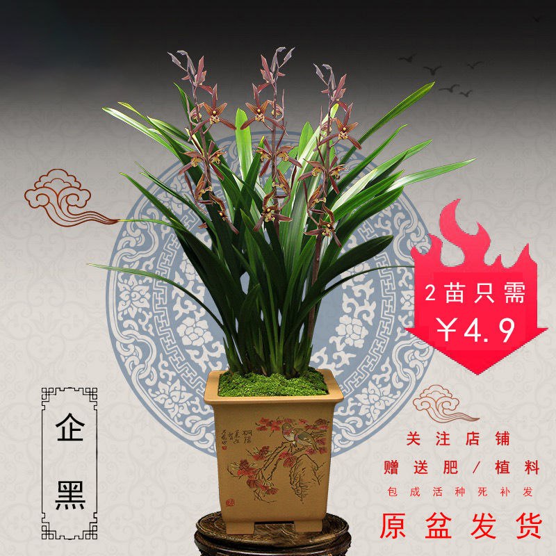 墨兰报岁兰花花苗带盆带花苞浓香型金边名贵室内好养花卉绿植盆栽，1.9元