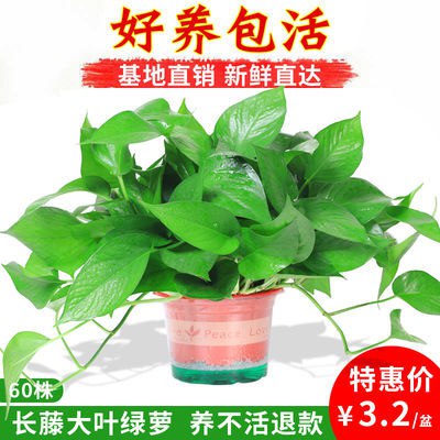 绿萝盆栽花卉办公室内好养水培绿植除甲醛净化空气懒人绿萝大盆景