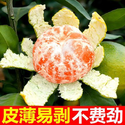 新鲜蜜桔橘子水果薄皮青桔子蜜橘非金桔云南湖北黄岩四川批发孕妇，6.9元