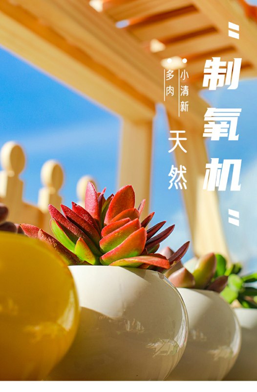 5.9元拍下带盆多肉植物室内盆栽(S0UOcNwnB4q)/
