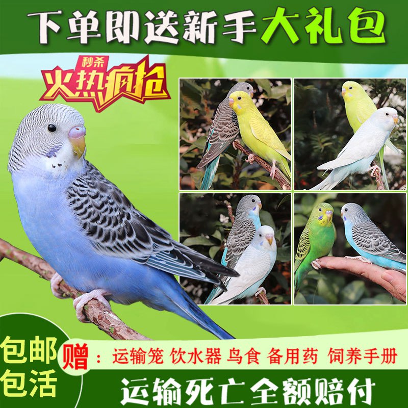 补券了尊帝斯虎皮鹦鹉倒数第四个选项 12.8亓  (OCVr1xDl9qZ)