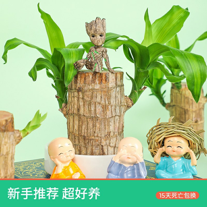 5.9元 巴西木格鲁特绿植盆栽(qq77cSRQgp5)/