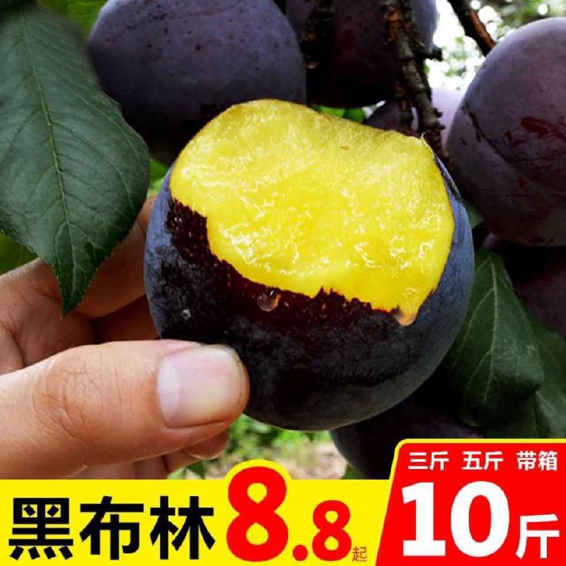 陕西黑布林李子10斤冰糖李子新鲜孕妇当季2/5斤酸甜水果现摘现发7.9元