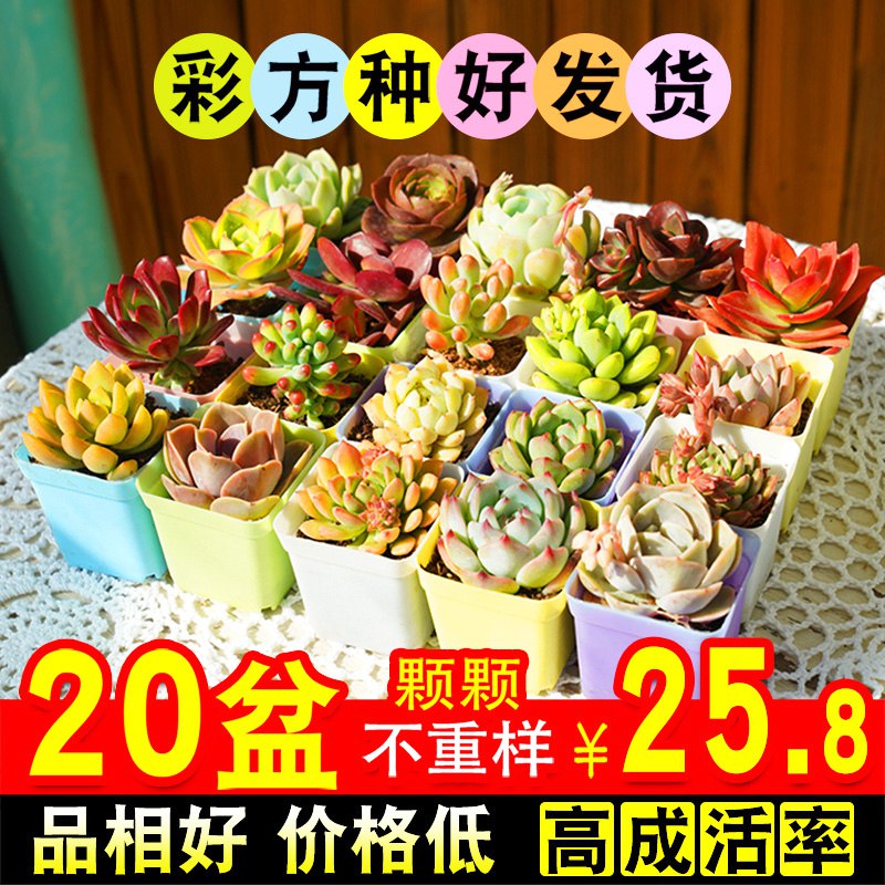 10颗多肉+10个盆+土   