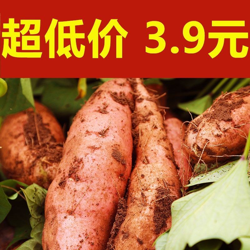【坏薯必赔】红薯新鲜黄心沙地番薯农家地瓜现挖软香绵甜批发蜜薯业务服务错误Bug【0折】