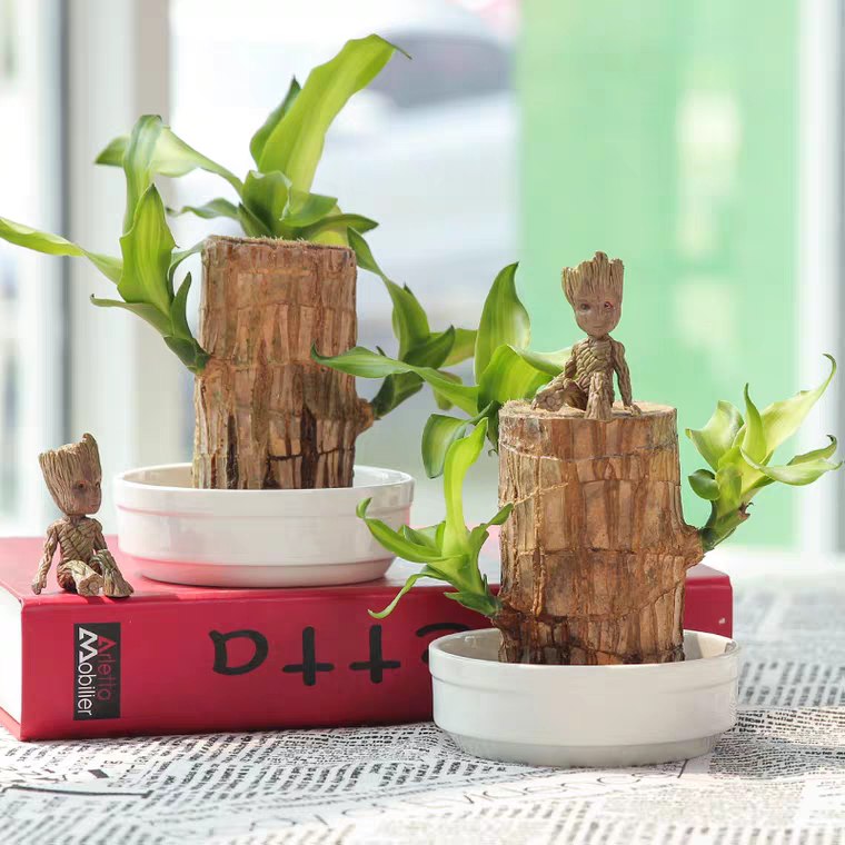 巴西木盆栽水养迷你室内  