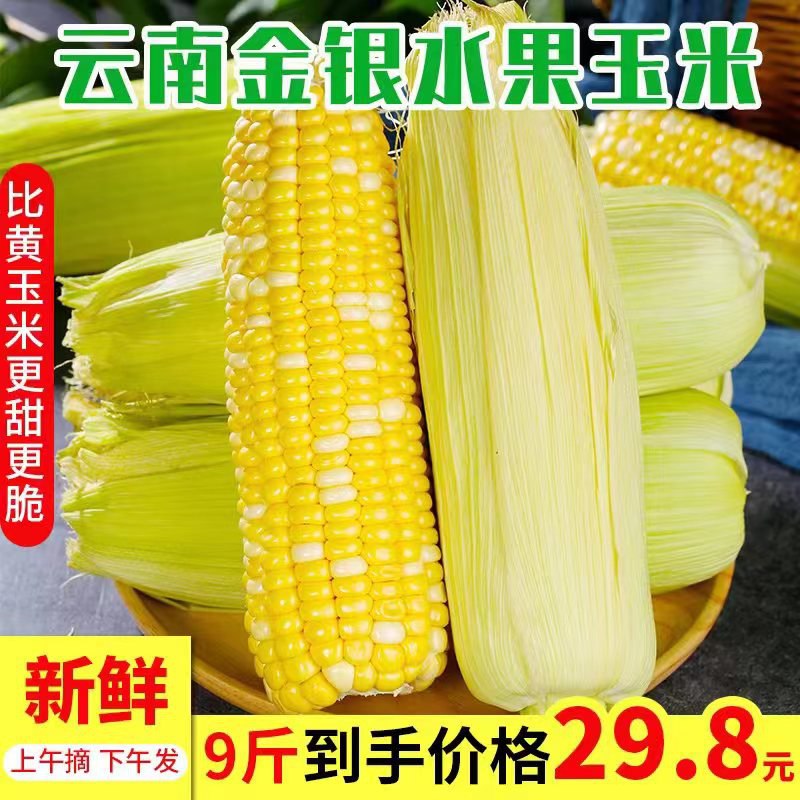 17.9元 早餐煮根超香云南金银水果爆浆玉米5斤)jcmydOOnGny)/ CZ11/香嫩脆甜 可以爆浆的甜玉米