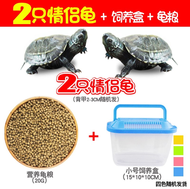 8.8元 乌龟2只+龟粮+饲养盒(NI8XXntrnbl)/