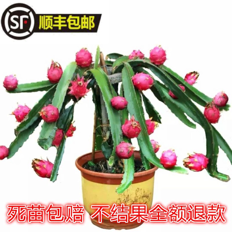 【四季结果】红心火龙果苗盆栽地载南方北方种植果树苗四季水果苗