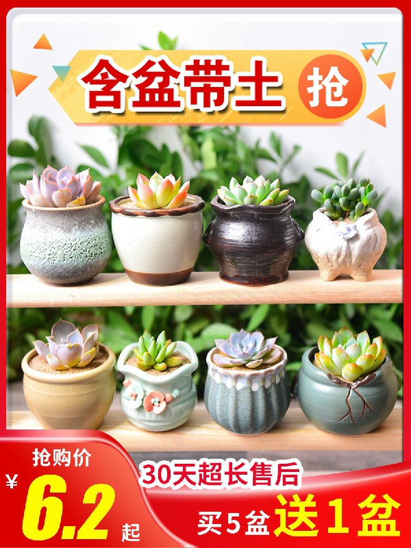 0点后下单 先领券多肉植物盆栽含盆5.2元(uo9Gch3SSnG)/
