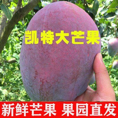 【现摘果】四川攀枝花凯特芒果当季新鲜水果吉禄芒甜心芒3/5/10斤5.8元