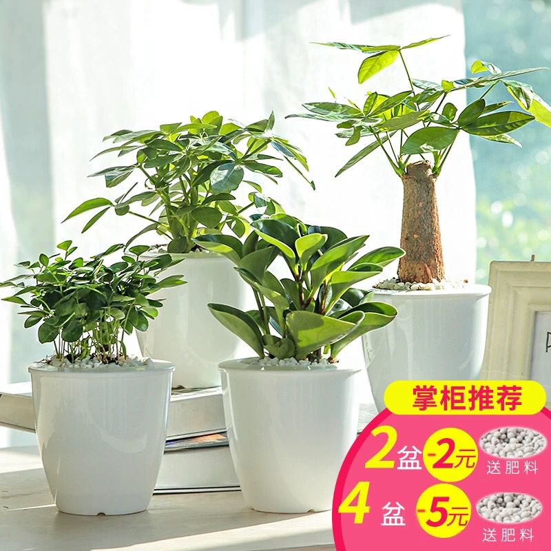懒人园艺 绿植小盆栽先领券 0点后6.8元 (b6741TTPiQ2) 内购返利网站： m.zaihua.me