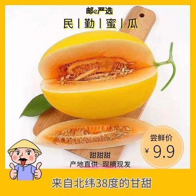 甘肃现摘现发黄河蜜瓜民勤蜜瓜沙漠甜瓜香瓜头茬应季新鲜水果包邮14.6元